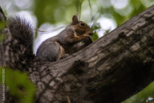 sciurus carolinensis scoiattolo grigio villa reale monza