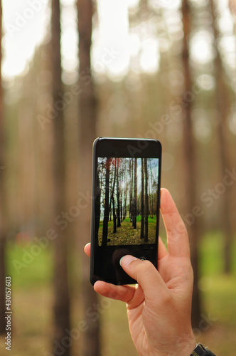 Man is taking a photo of pine trees in forest with his smartphone. Photo amateur