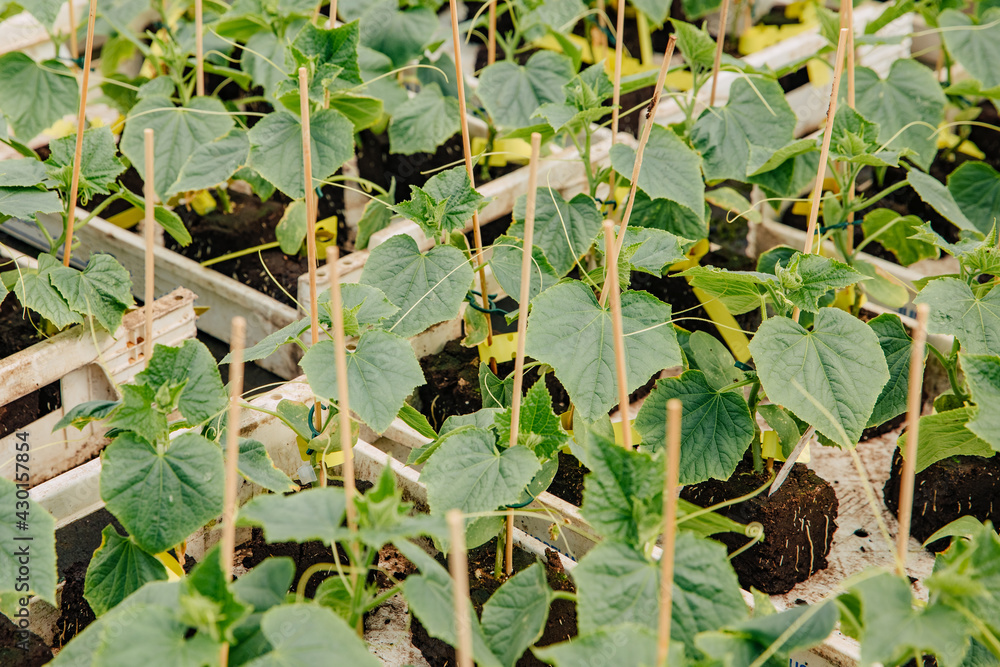 Fototapeta premium Seedling of cucumbers in wooden boxes in a plant nursery. Buy seedlings for the garden in the store. Buy and plant small plants in spring