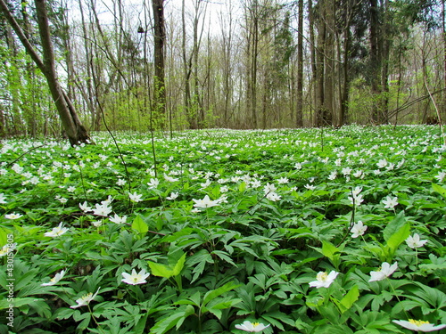 Glade of white spring flowers Dubravnaya anemone photo