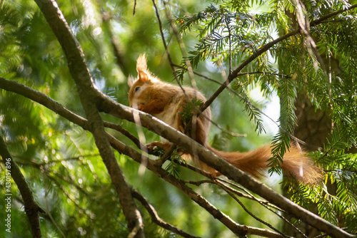 sciurus vulgaris scoiattolo rosso nel parco di monza