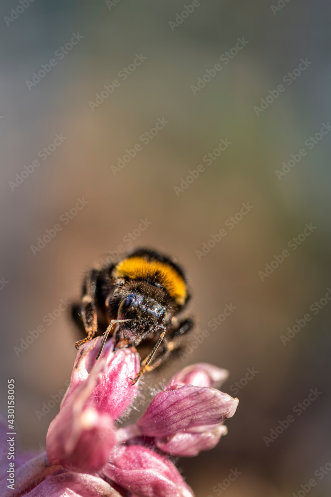 Makro Foto einer Hummel auf rosa Blume Makro Foto einer Hummel auf rosa Blume