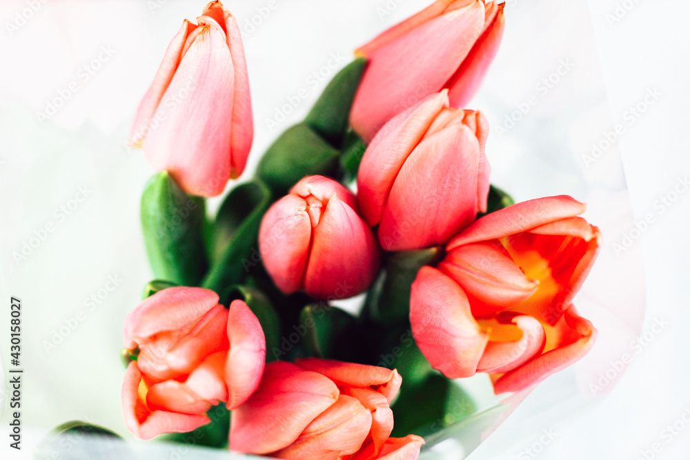 Bouquet of spring pink tulips on a white background. Bouquet of spring pink tulips on a white background.