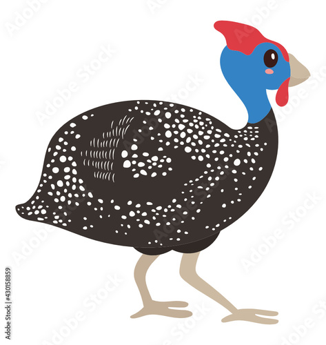 Guinea fowl