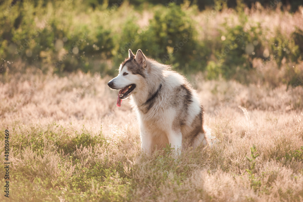 Adoarble dog sitting on summer meadow Adoarble dog sitting on summer meadow