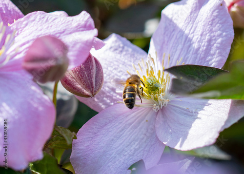 Little bee collecting pollen in a garden
