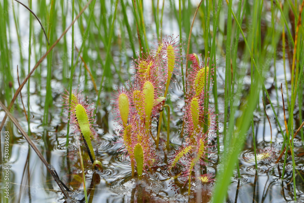 Sundew, beautiful long leaved (Drosera anglica) carnivorous plant found in bog, Alaska, United States