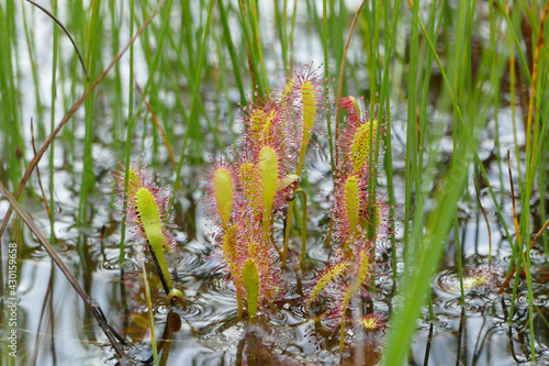 Obraz na płótnie Sundew, beautiful long leaved (Drosera anglica) carnivorous plant found in bog, Alaska, United States w salonie