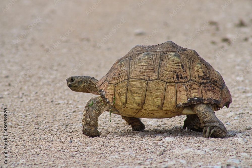 A Lonely Tortoise on the Road in Etosha National Park in Namibia A Lonely Tortoise on the Road in Etosha National Park in Namibia