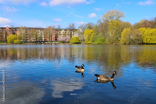 Geese on a local pond in Schrevenpark in Kiel, the capital city of Schleswig-Holstein in Germany