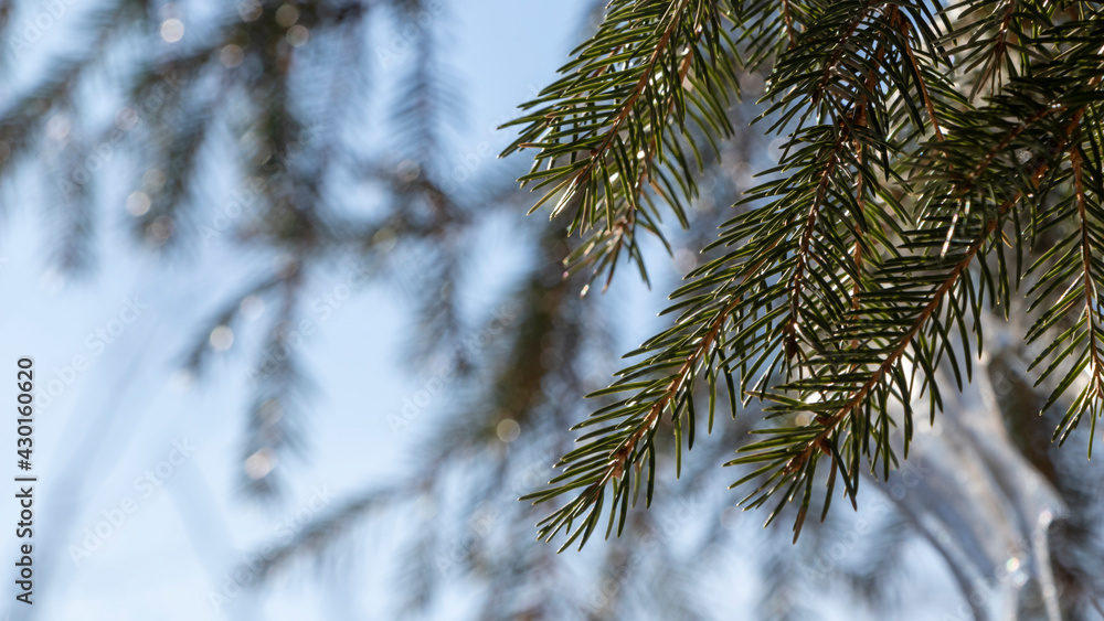 Spruce branch, sunny day. Close-up. Spruce branch, sunny day. Close-up.