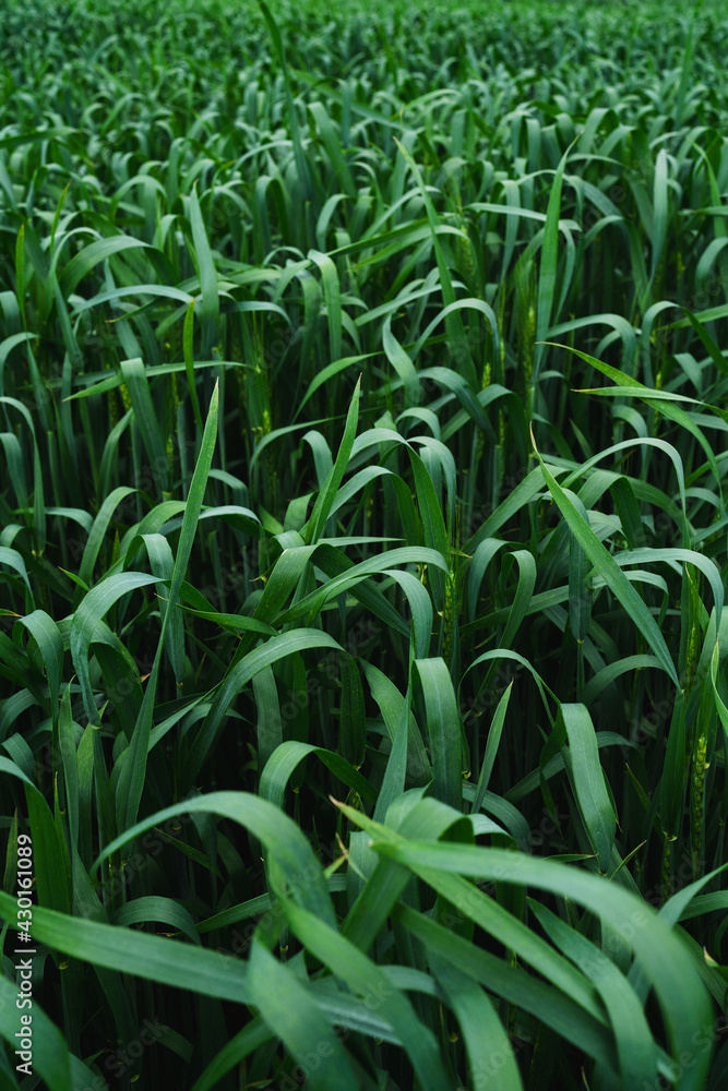 Fototapeta premium .Wheat field. Ears of young green wheat close up. Rural Scenery Background of ripening ears of wheat field. Rich harvest Concept.