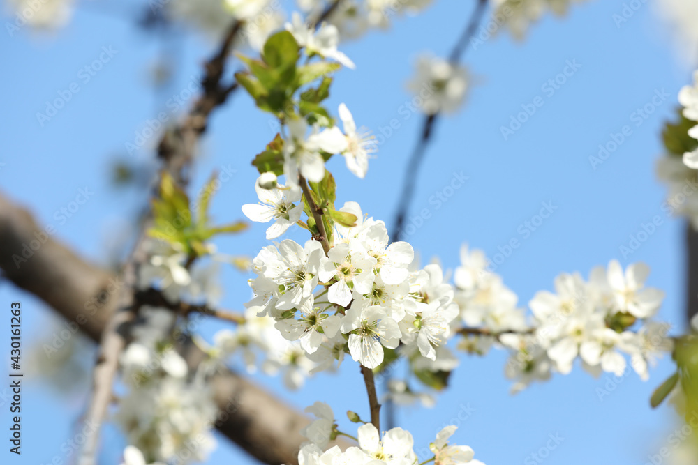 Branch of blossoming cherry plum tree against blue sky, closeup