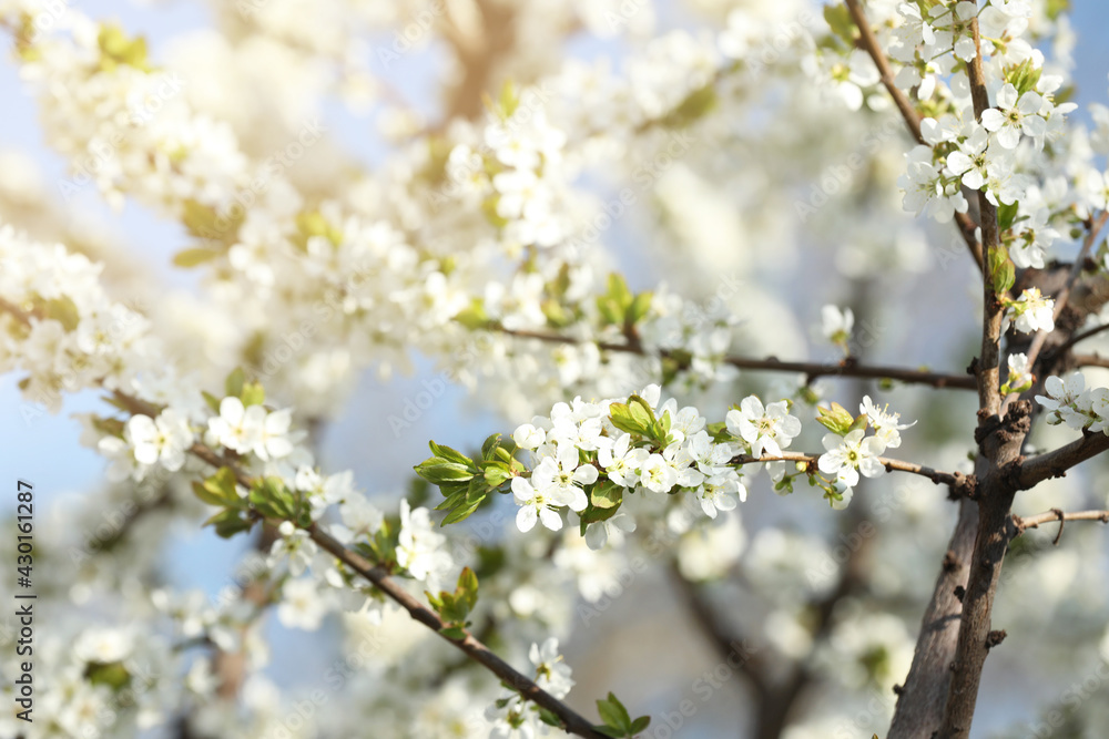 Branches of blossoming cherry plum tree against blue sky, closeup Branches of blossoming cherry plum tree against blue sky, closeup