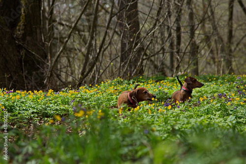 Red dachshunds for a walk in the spring forest.