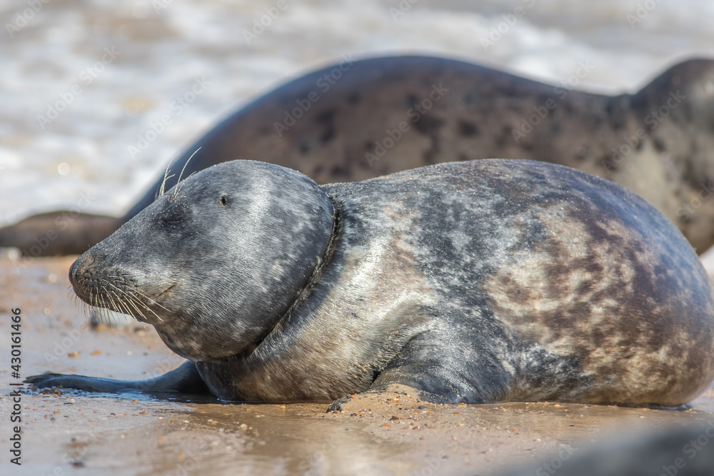Naklejka premium Marine pollution and animal welfare. Seal choking on fishing line