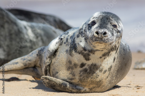 Wild grey seal portrait image. Beautiful gray seal from Horsey © Ian Dyball