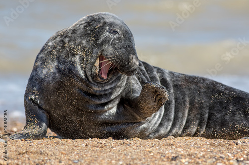 Funny animal meme image. Cute friendly happy seal saying hi