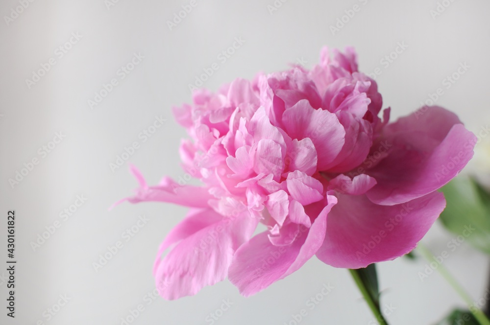 Beautiful pink flourished peony on grey background. Blooming flower gift Beautiful pink flourished peony on grey background. Blooming flower gift