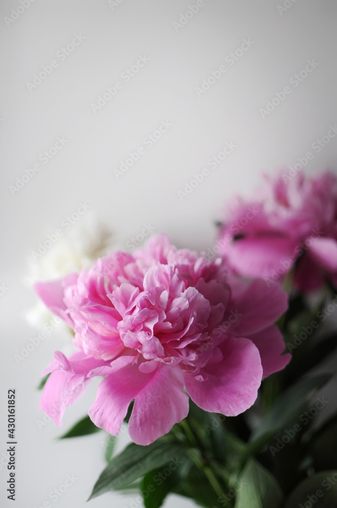 Beautiful pink flourished peonies bouquet on white background. Blooming flowers