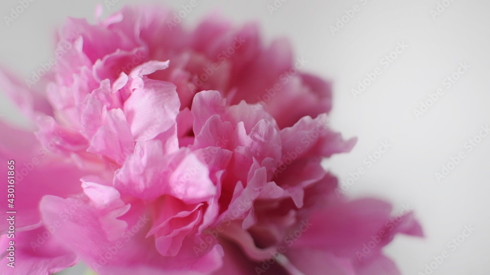 Blooming flower banner. Beautiful pink flourished peony on white background.