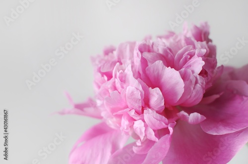 Blooming flower postcard. Beautiful pink flourished peony on white background.