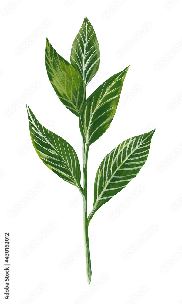 green branch with leaves hand drawn in gouache paints in a realistic style and isolated on white. raster illustration of fresh stem with leaves
