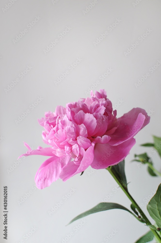 Beautiful pink flourished peony on grey background. Blooming flower gift