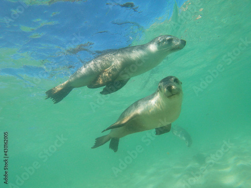 Sea lions in their underwater playground © Samantha