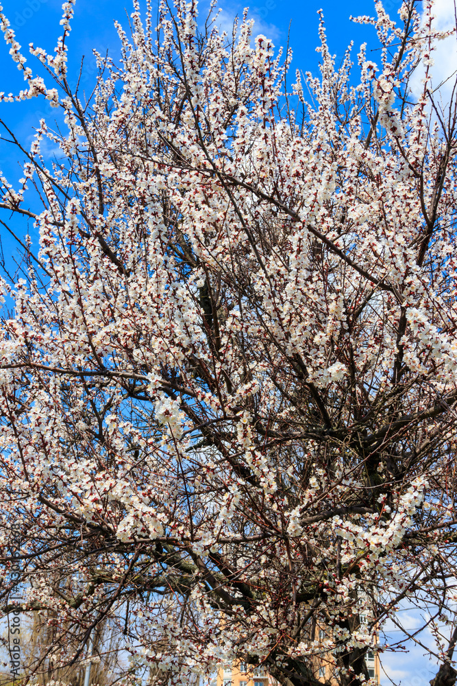 White blossoming apricot tree in park at spring White blossoming apricot tree in park at spring