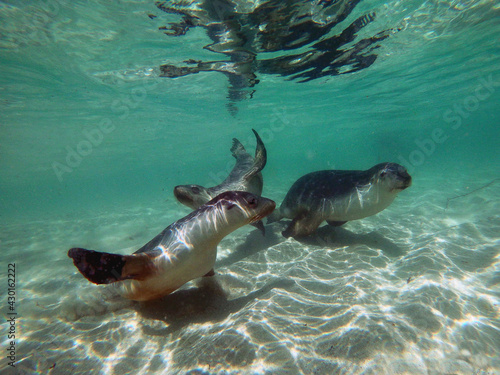 Sea lions in their underwater playground