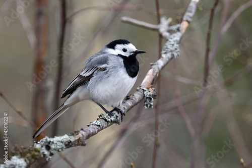 white wagtail