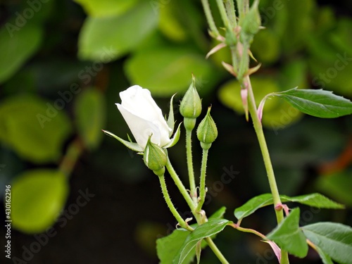 White rose with unopened buds, soft background