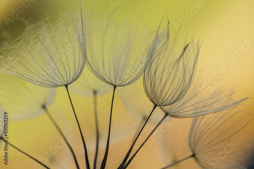 Abstract dandelion flower background. Seed macro closeup. Soft focus. Vintage style