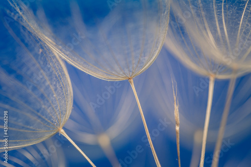 Abstract dandelion flower background. Seed macro closeup. Soft focus. Vintage style