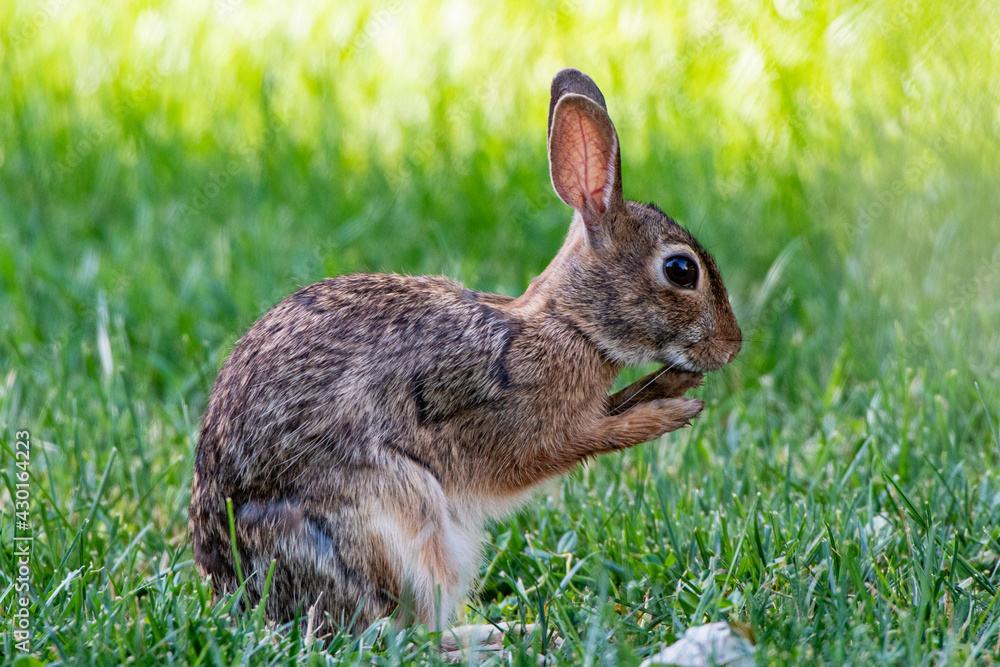 A cottontail rabbit (Sylvilagus) sitting in the grass in Kansas. A cottontail rabbit (Sylvilagus) sitting in the grass in Kansas.