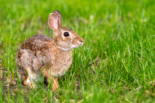 A cottontail rabbit (Sylvilagus) sitting in the grass in Kansas. © Nattapong
