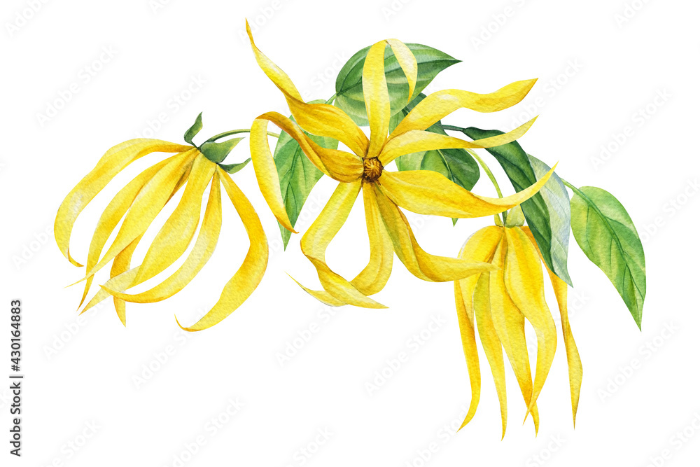 Ylang-ylang yellow tropical flowers and leaves on an isolated white background. Watercolor botanical illustration
