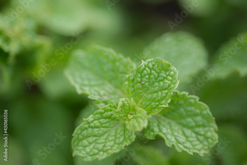 thailand peppermint nature green herbal plant leaves in garden for healthy. green natural herb pattern leaf background.