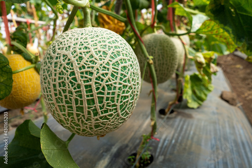 Fotografía Yellow orgranic melons fruit or cantaloupe in melons farm plant green house