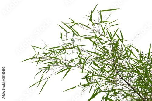 Green bamboo leaves isolated on white background © WITCHA