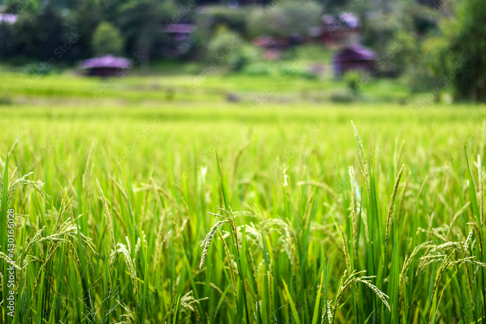 Green paddy rice field at sunrise