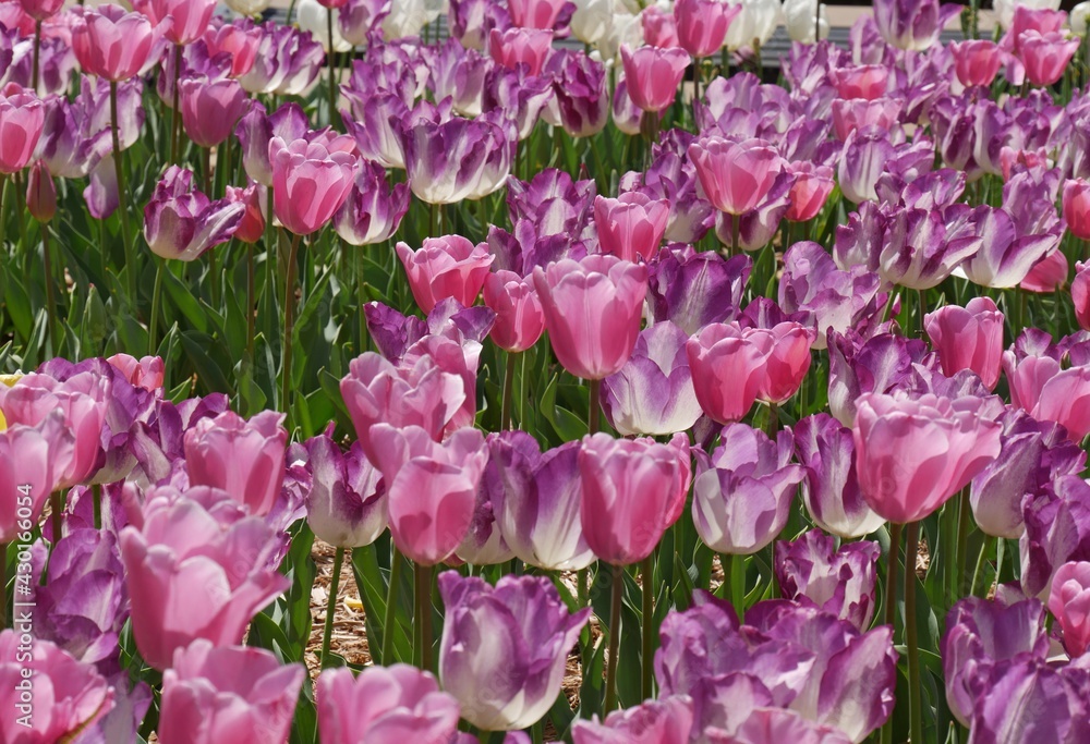 Beautiful blooming pink and purple tulips flowers in a garden Beautiful blooming pink and purple tulips flowers in a garden