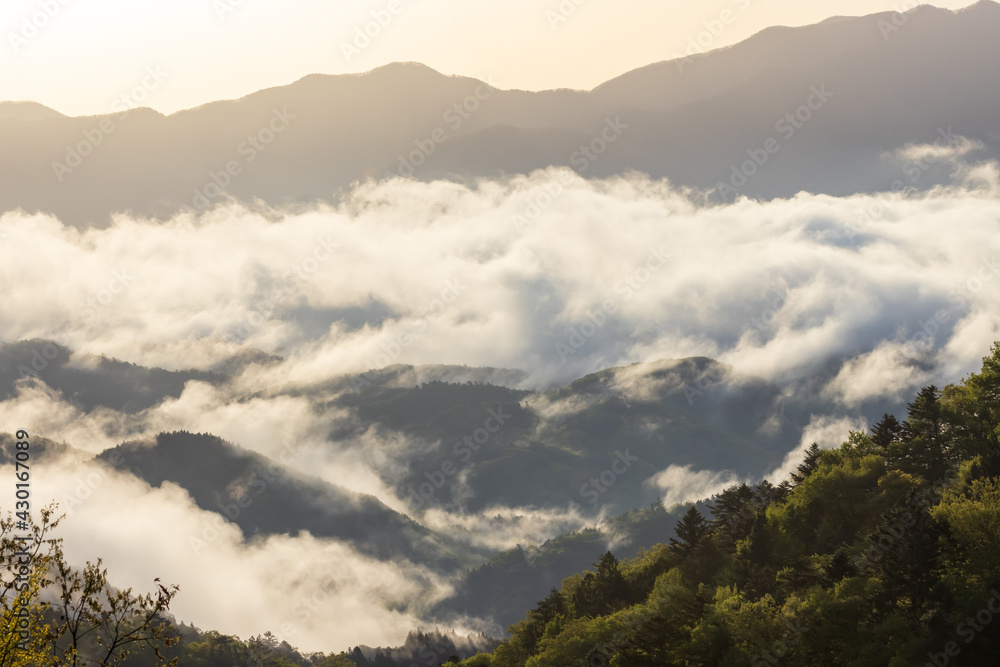 春の山梨県の早朝の山の雲海 春の山梨県の早朝の山の雲海