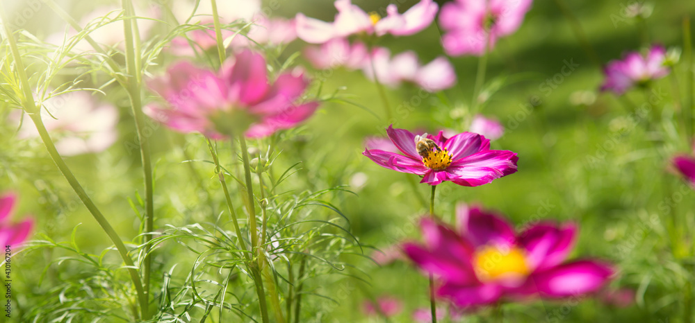 Pink cosmos flowers and bee. Flowers background.