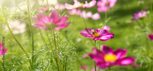 Pink cosmos flowers and bee. Flowers background.