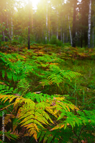 Thickets of ferns in the autumn forest at dawn. Sun glare through the trees in the forest.