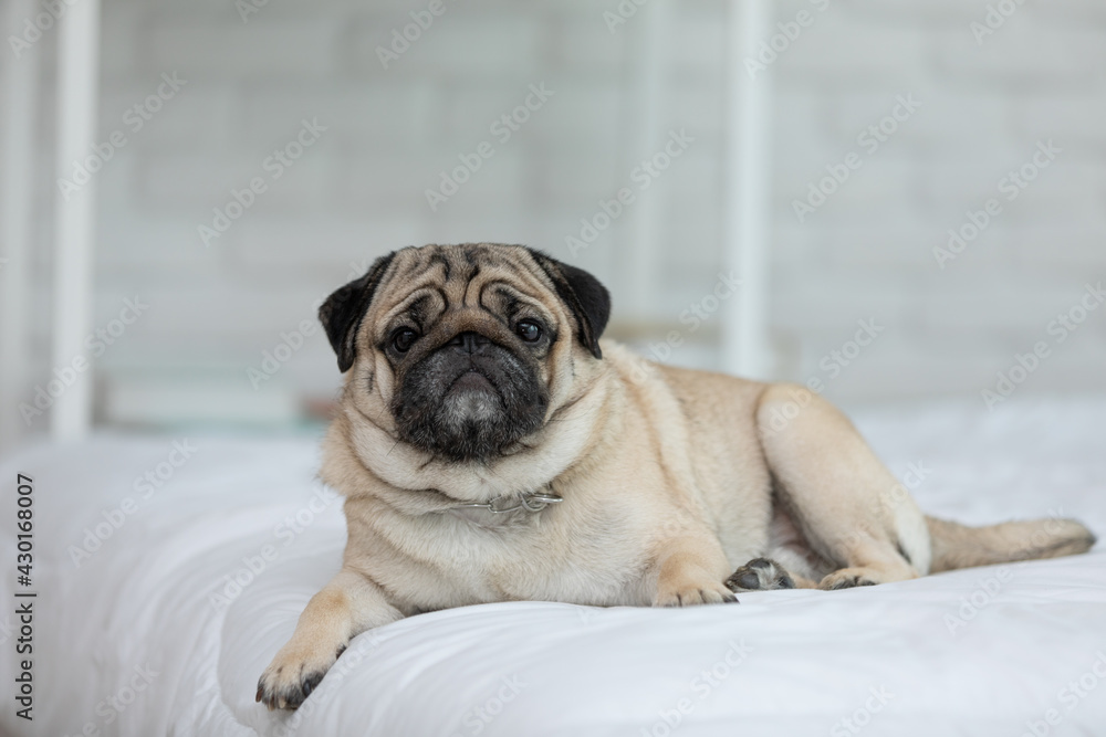 Cute dog lying on white bed in cozy bedroon,Purebred dog pug breed lying and comfortable at home