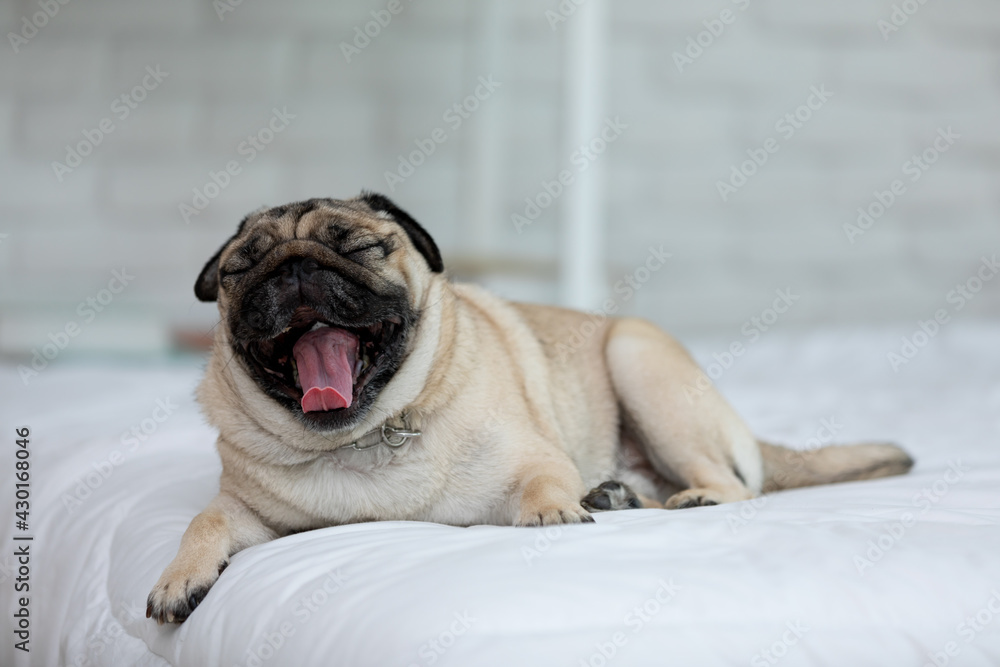 Cute dog Yawning on white bed in cozy bedroon,Purebred dog pug breed lying and comfortable at home
