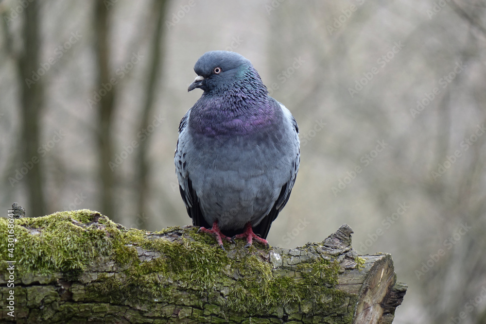 Obraz premium dove sitting on a tree branch 